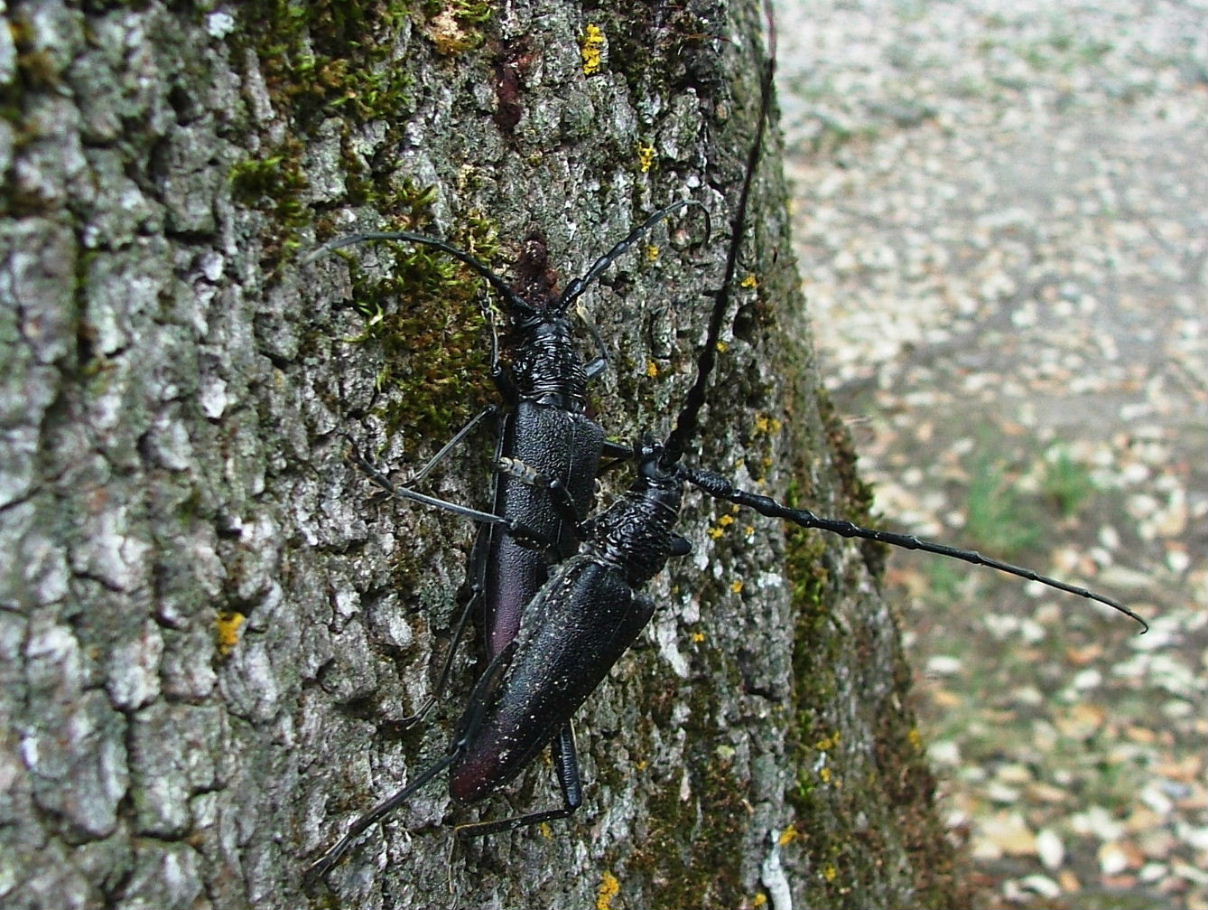 Cerambyx cerdo